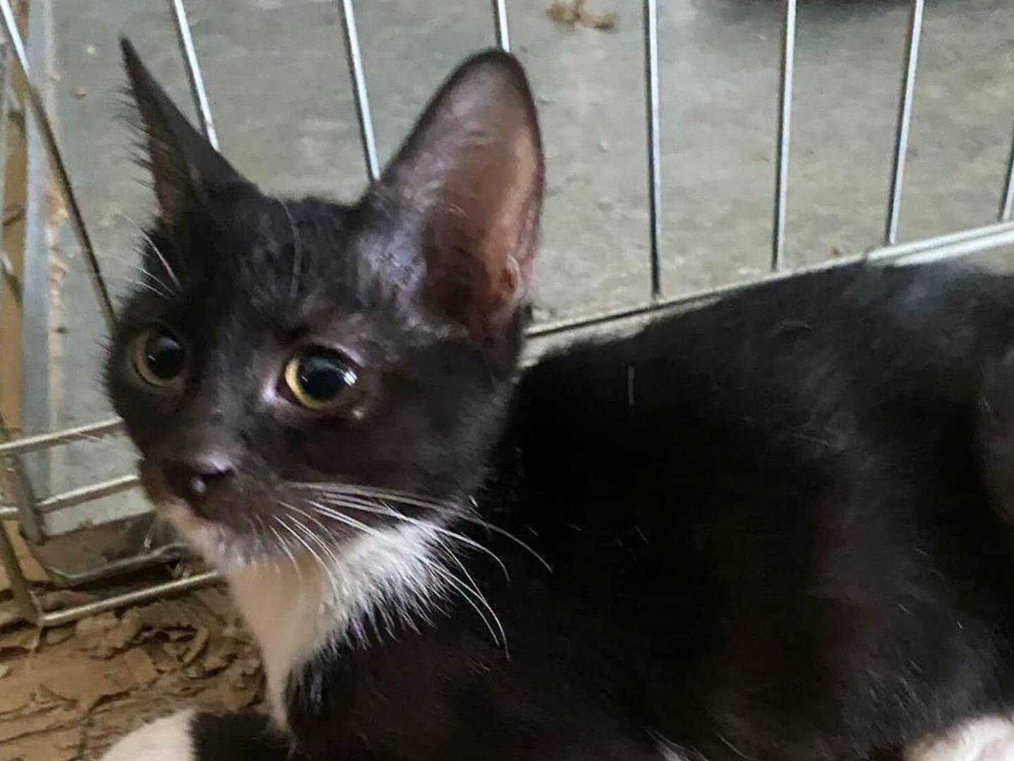 Adozione gatto, maschio, Razza sconosciuta Razza sconosciuta, 3 mesi, taglia non valida, Palermo