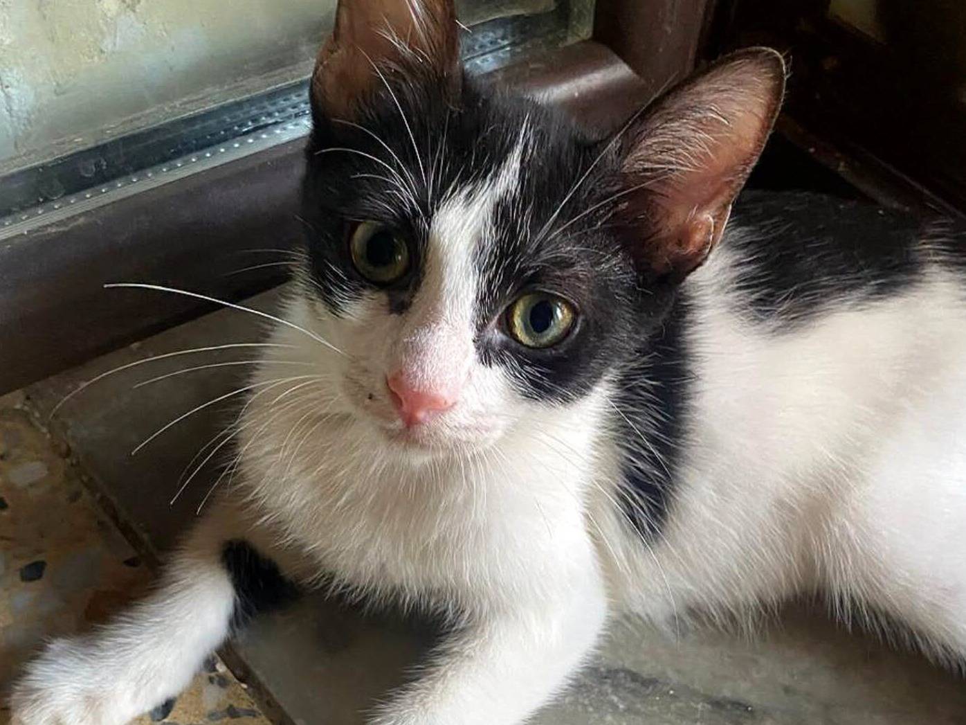 Adotta un gatto, maschio, 3 mesi, Palermo