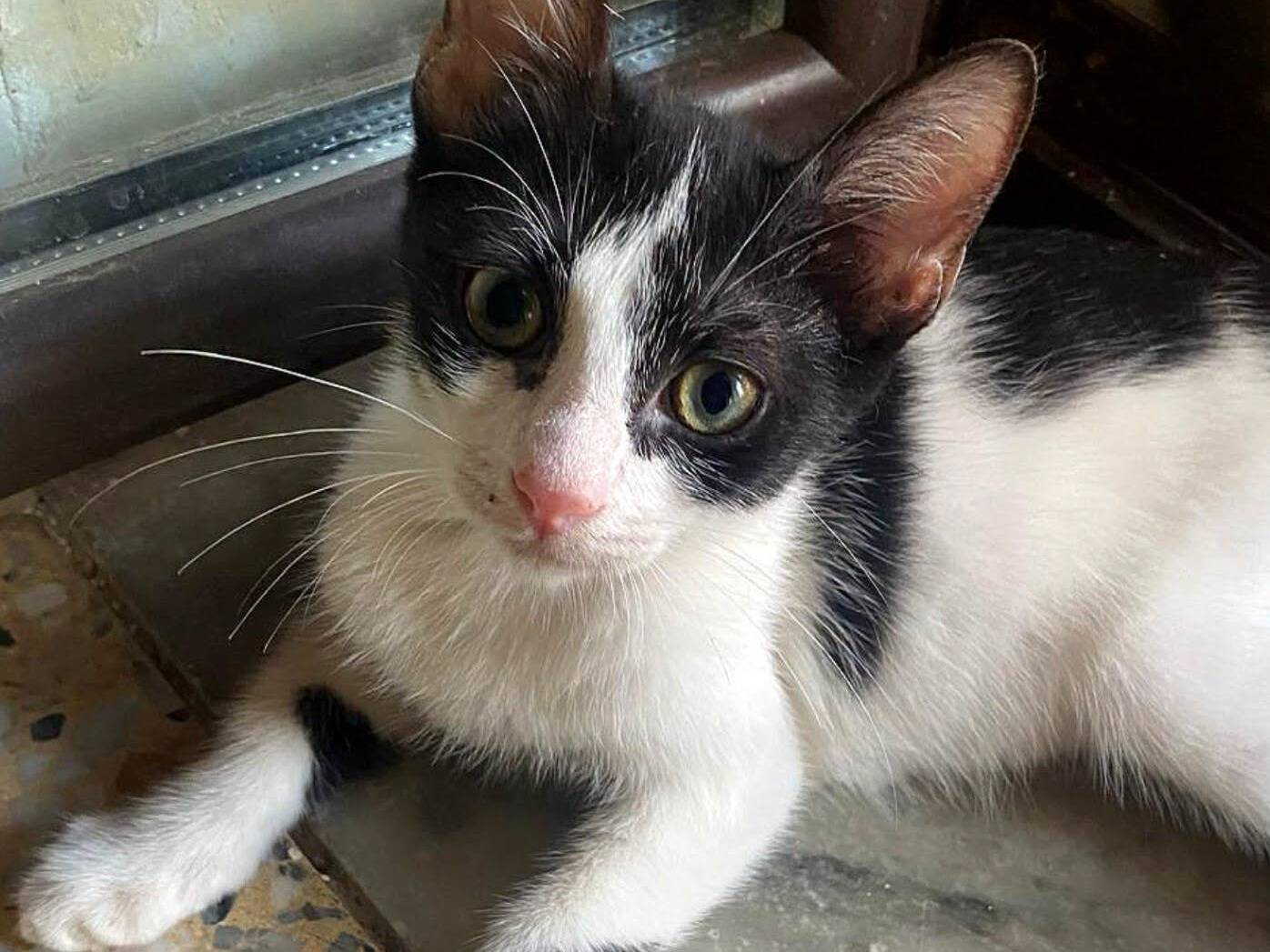 Adozione gatto, maschio, Razza sconosciuta Razza sconosciuta, 3 mesi, taglia non valida, Palermo