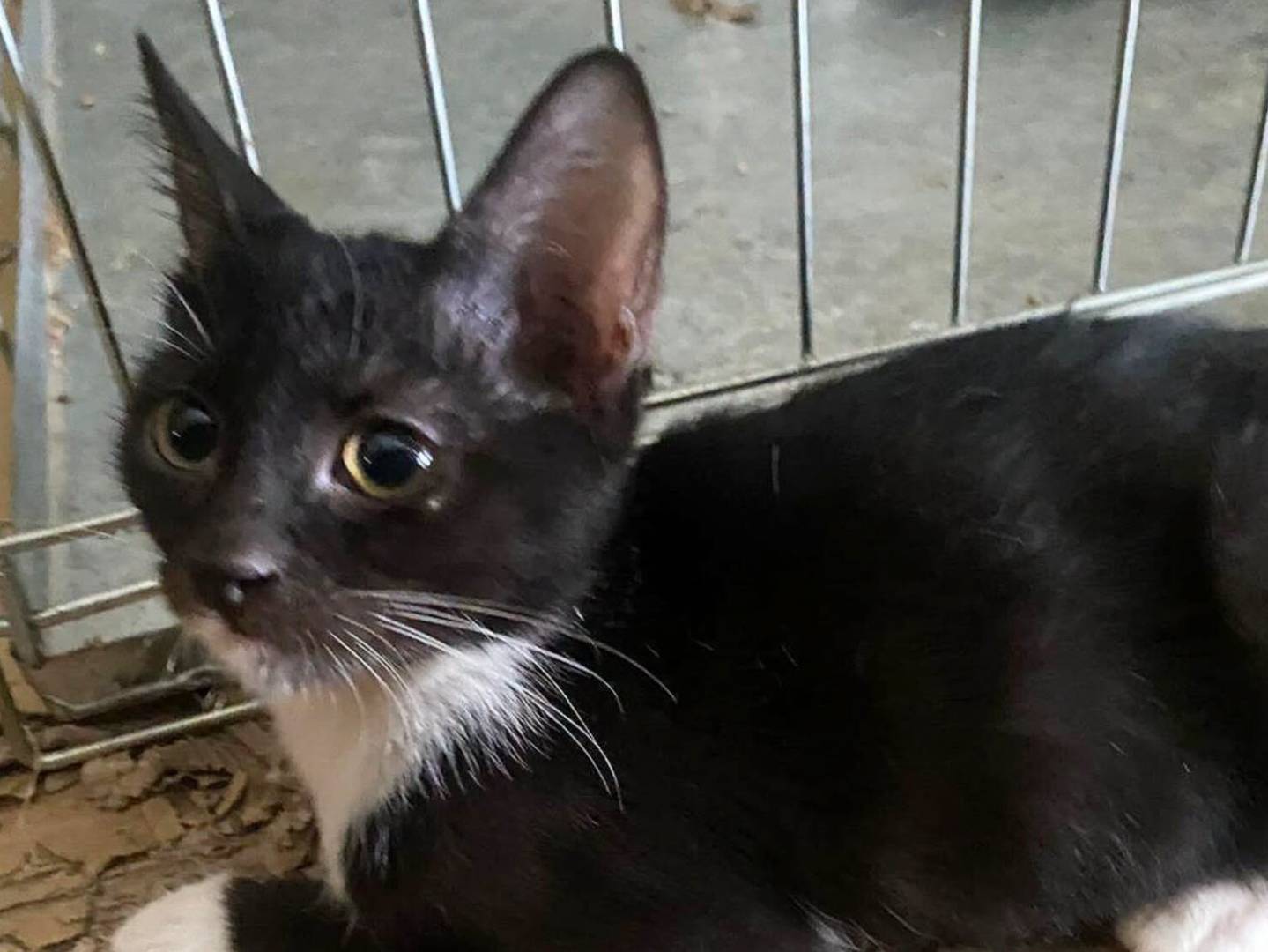 Adotta un gatto, maschio, 3 mesi, Palermo