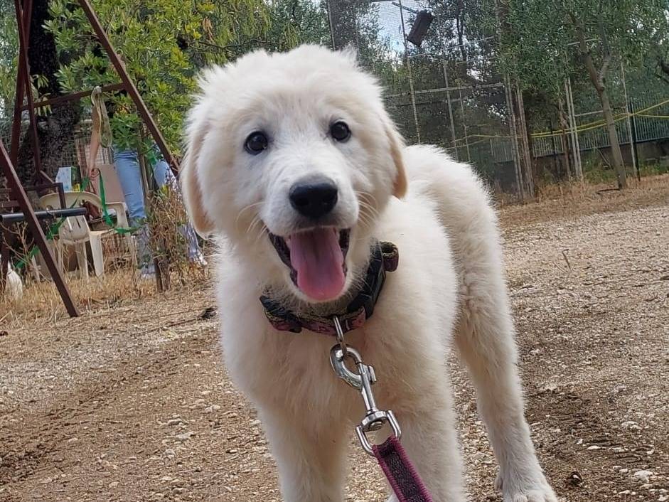 Adozione cane, femmina, Pastore maremmano Razza sconosciuta, 3 mesi, taglia grande, Aosta