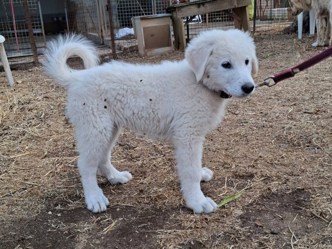 Adotta un cane, femmina, 3 mesi, Aosta