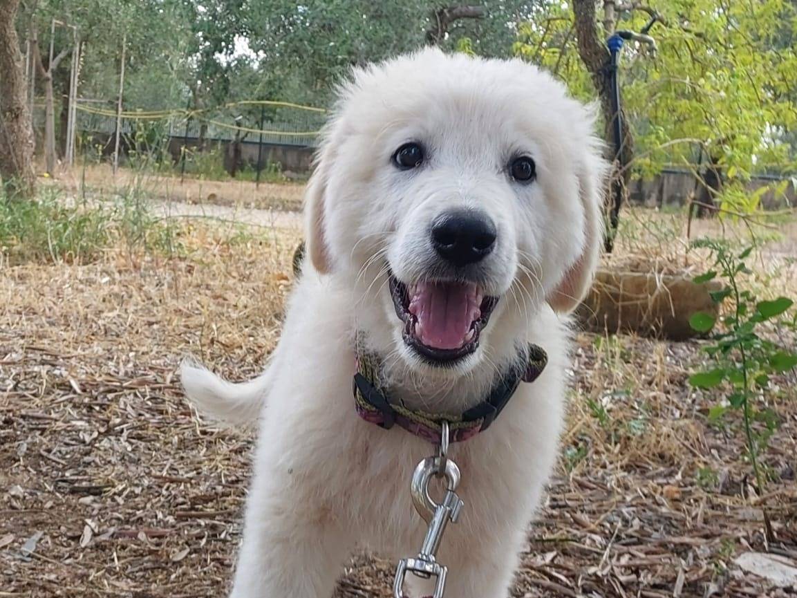 Adotta un cane, taglia grande, femmina, Aosta