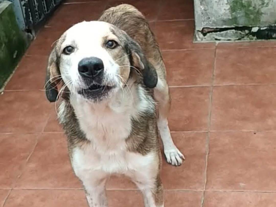 Adozione cane, maschio, Razza sconosciuta Razza sconosciuta, 8 anni e 2 mesi, taglia media, Cosenza