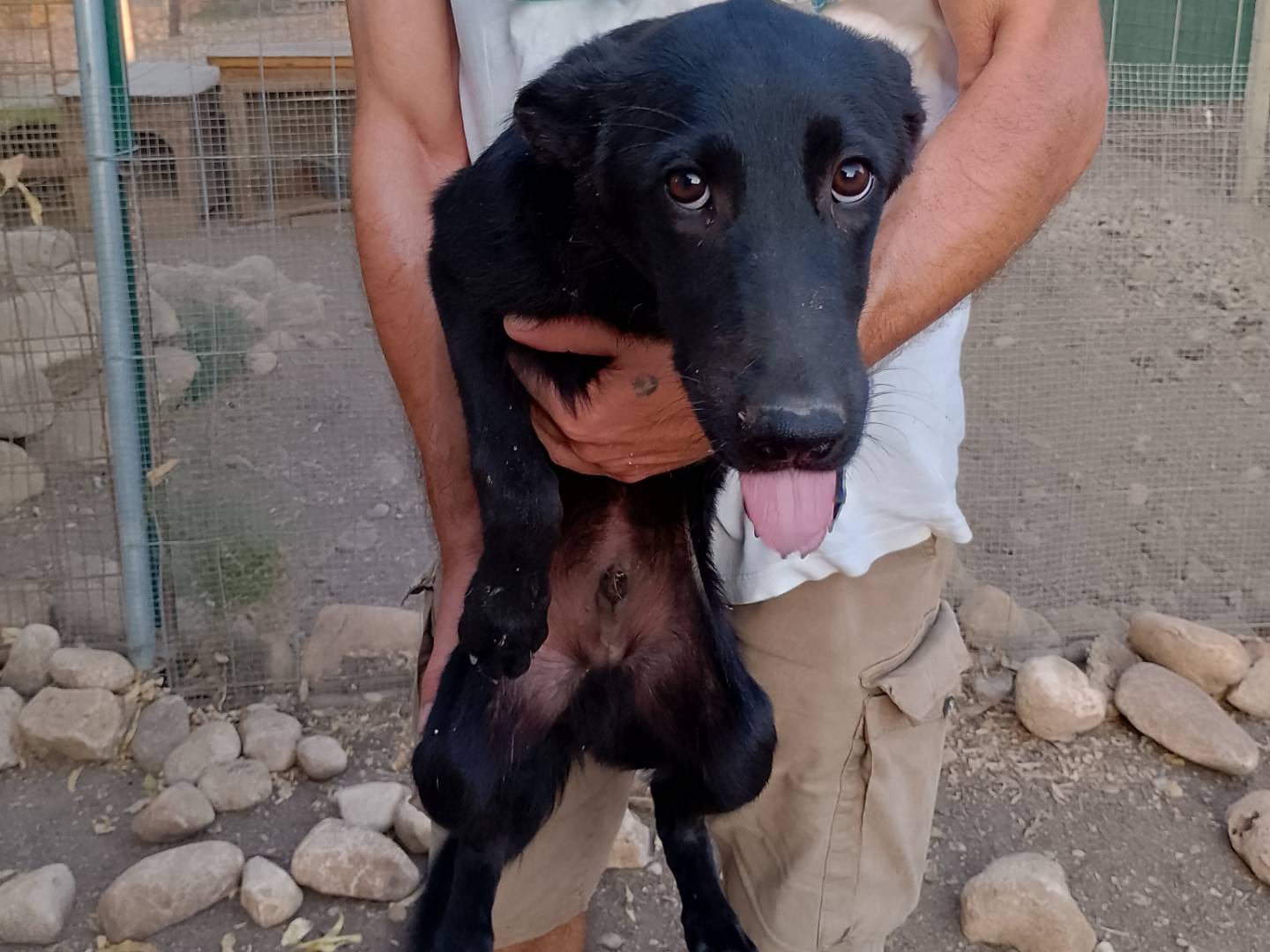 Adotta un cane, maschio, 7 mesi, Siracusa