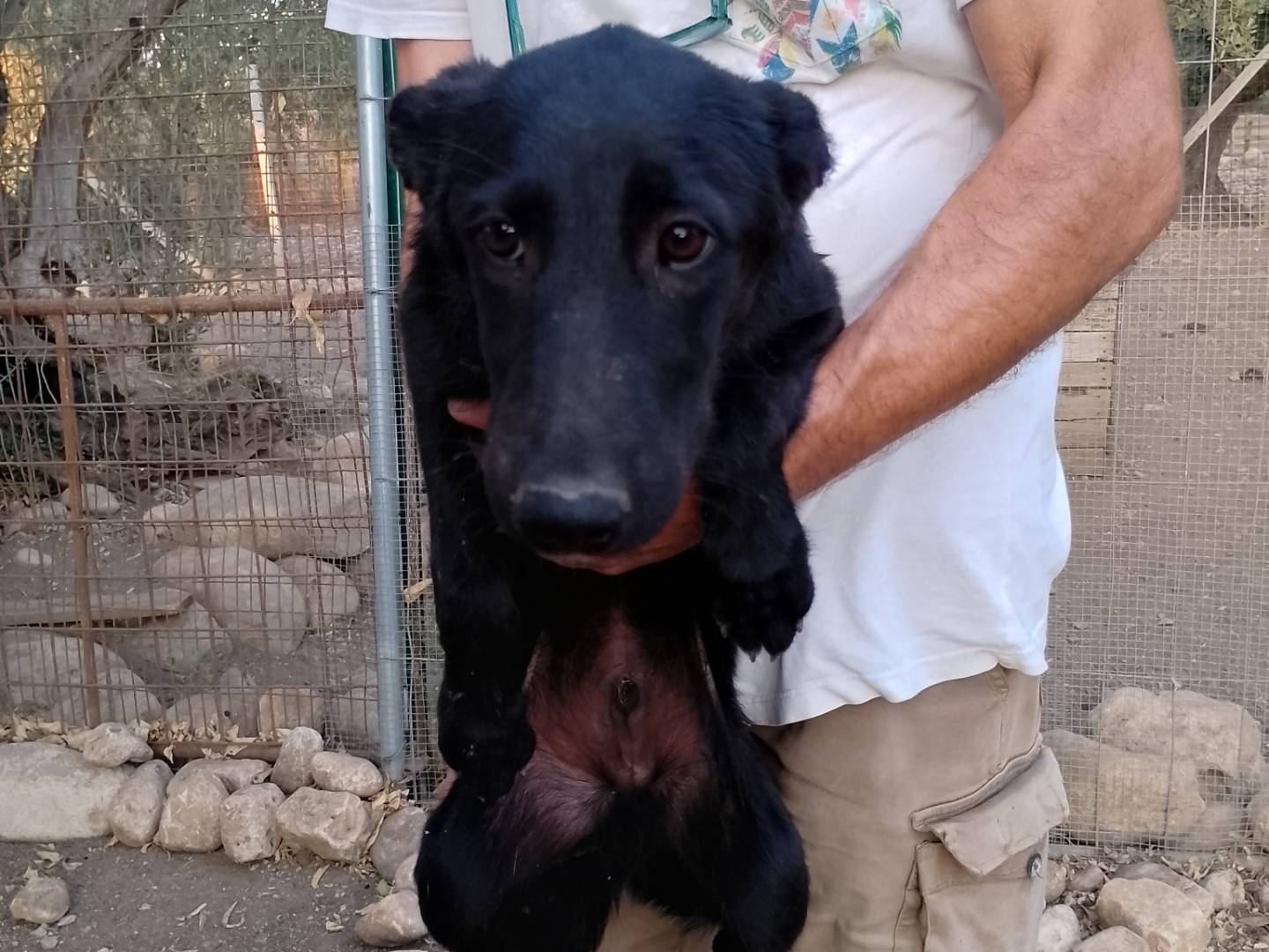 Adotta un cane, taglia piccola, maschio, Siracusa