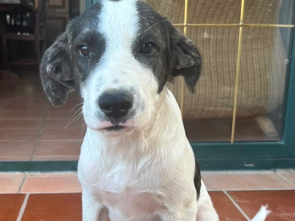 Adozione cane, maschio, Razza sconosciuta Razza sconosciuta, 5 mesi, taglia media, Vibo