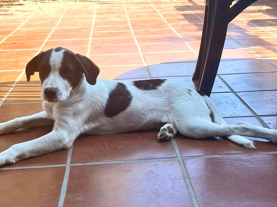 Adotta un cane, maschio, 5 mesi, Vibo