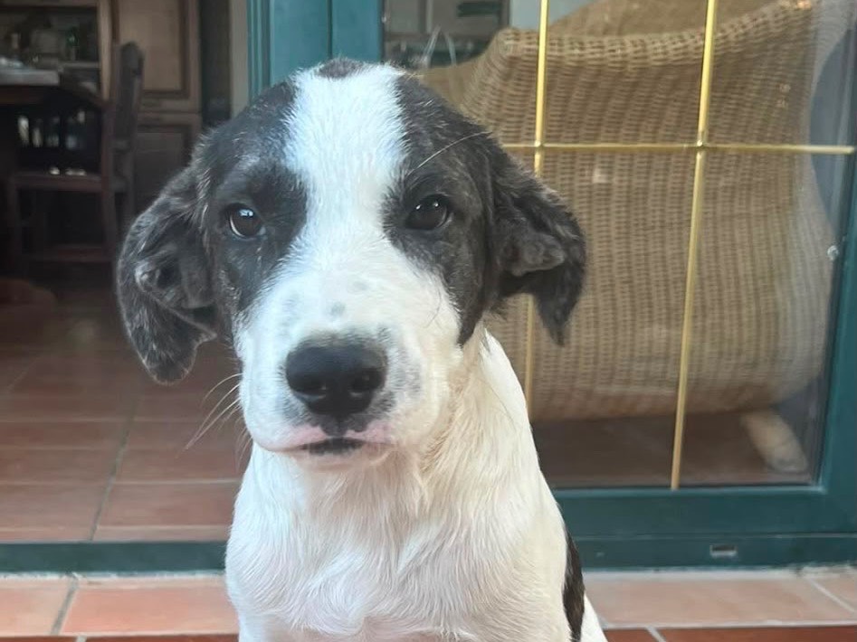 Adotta un cane, taglia media, maschio, Vibo