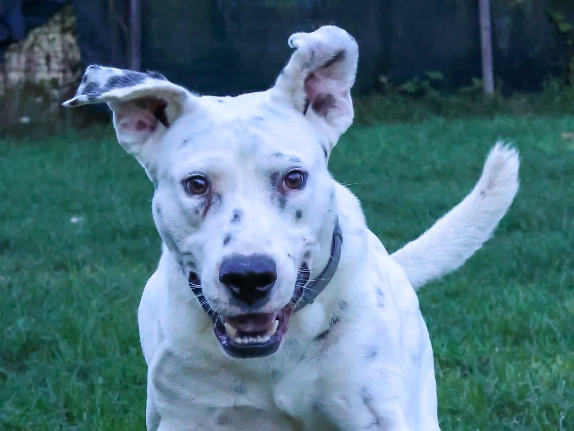 Adozione cane, maschio, Dogo Argentino Dalmata, 4 anni e 8 mesi, taglia grande, Milano