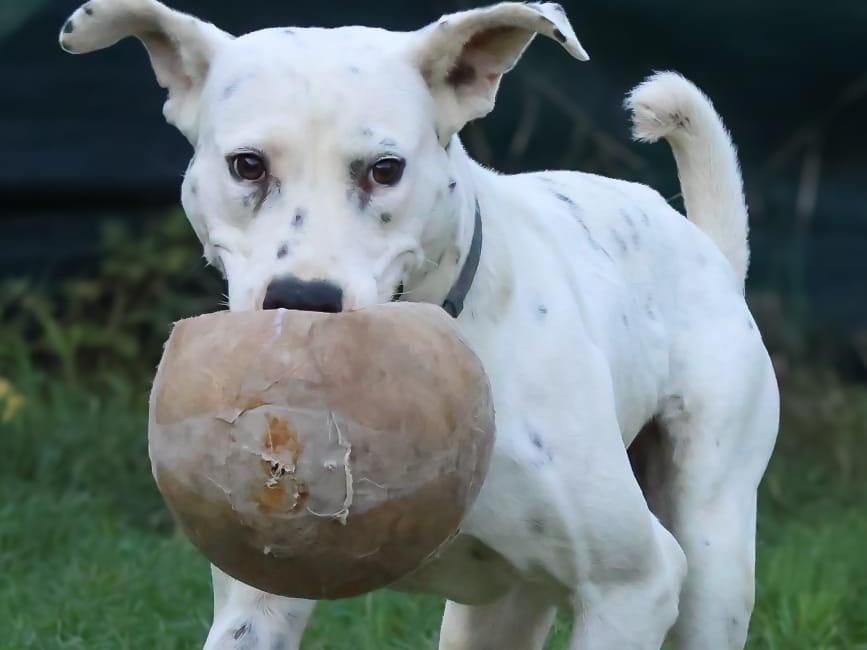 Adotta un cane, maschio, 4 anni e 8 mesi, Milano