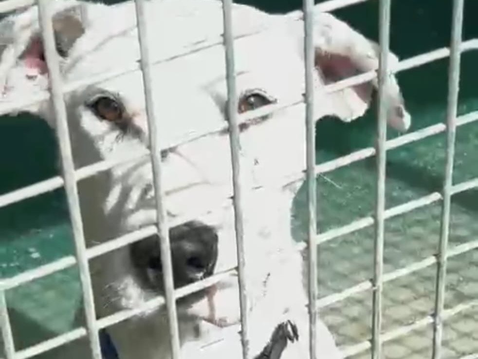 Adotta un cane, taglia grande, maschio, Milano