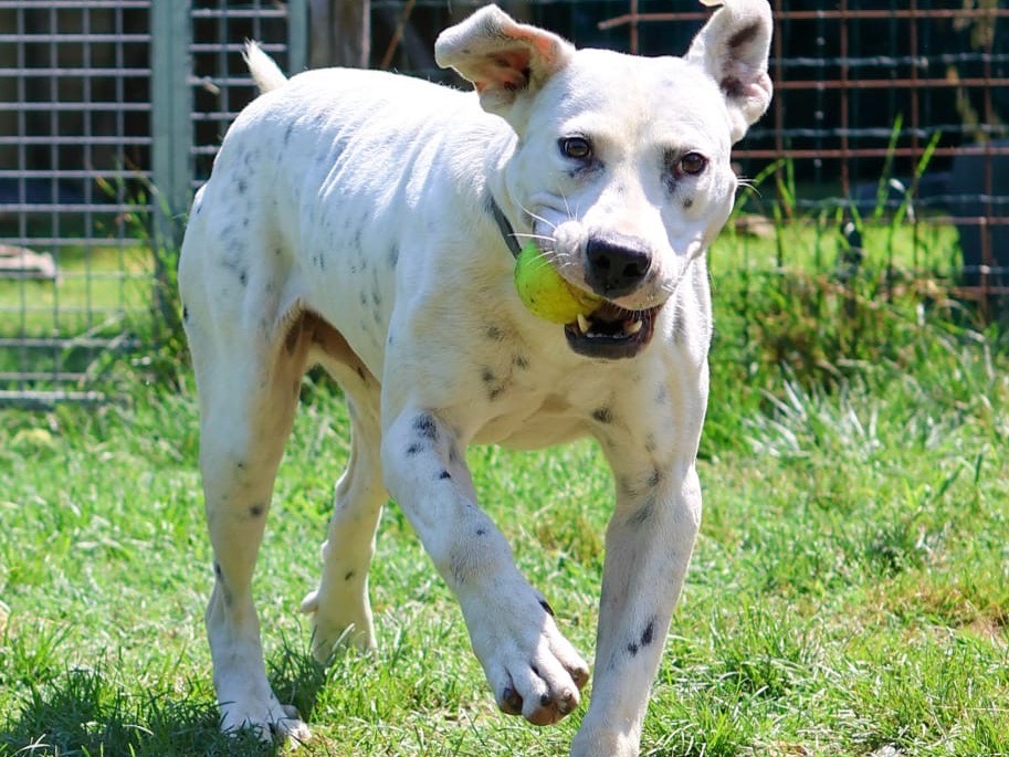 Vuoi adottare un cane a Milano?