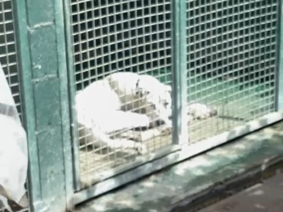 Adotta il cane Dal a Milano