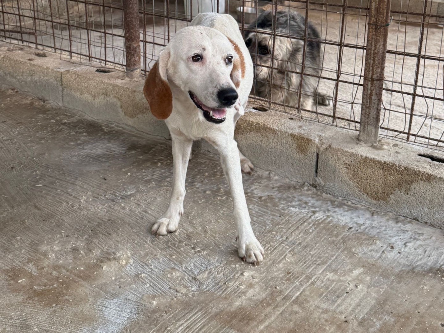 Adotta un cane, femmina, 3 anni e 8 mesi, Siracusa