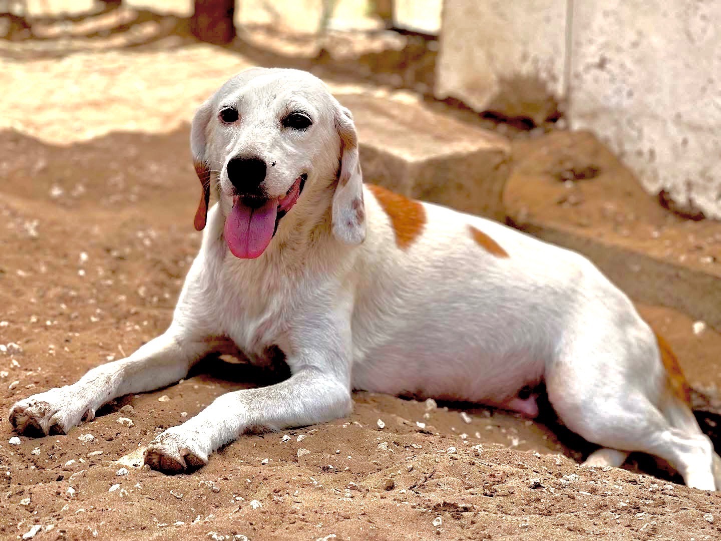 Adozione cane, femmina, Razza sconosciuta Razza sconosciuta, 3 anni e 8 mesi, taglia media contenuta, Siracusa