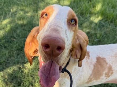 Adozione cane, femmina, Bracco Razza sconosciuta, 2 anni e 4 mesi, taglia media, Matera