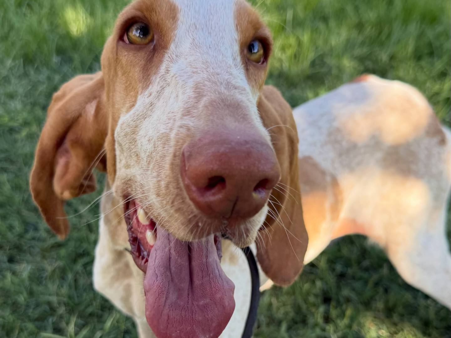 Adotta un cane, femmina, 2 anni e 4 mesi, Matera