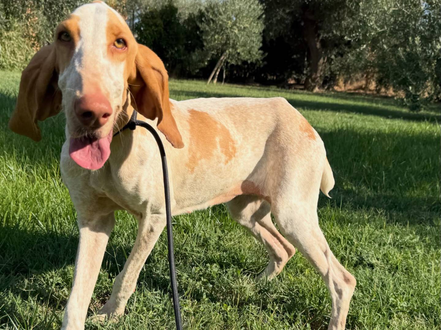 Adotta un cane, taglia media, femmina, Matera