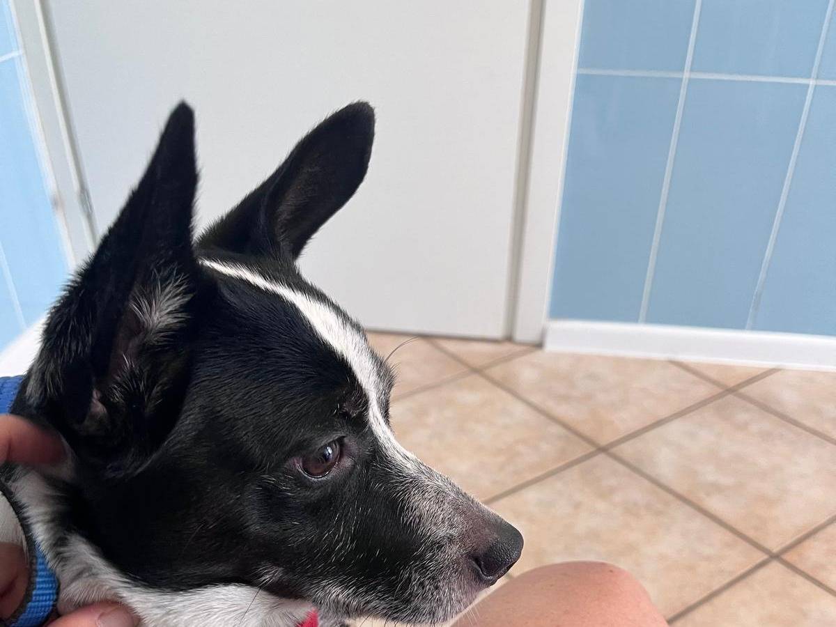 Adozione cane, maschio, Razza sconosciuta Razza sconosciuta, 3 anni e 8 mesi, taglia piccola, Roma