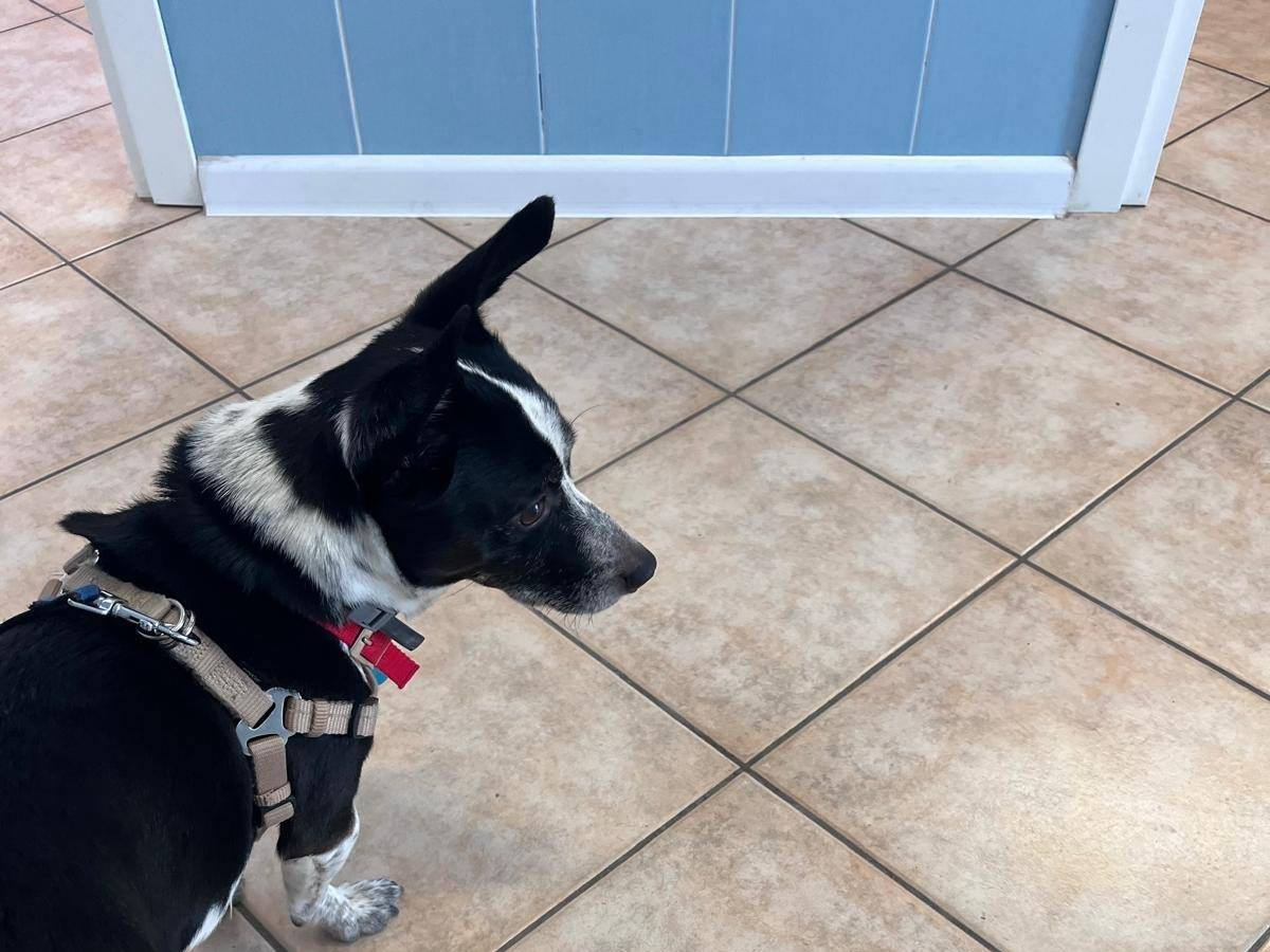 Adotta un cane, maschio, 3 anni e 8 mesi, Roma