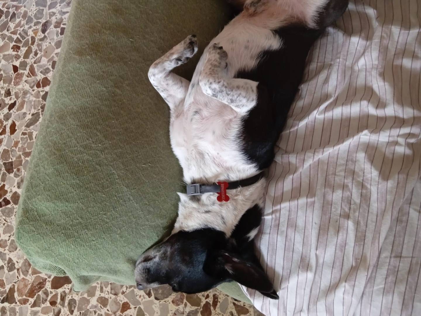 Adotta un cane, taglia piccola, maschio, Roma