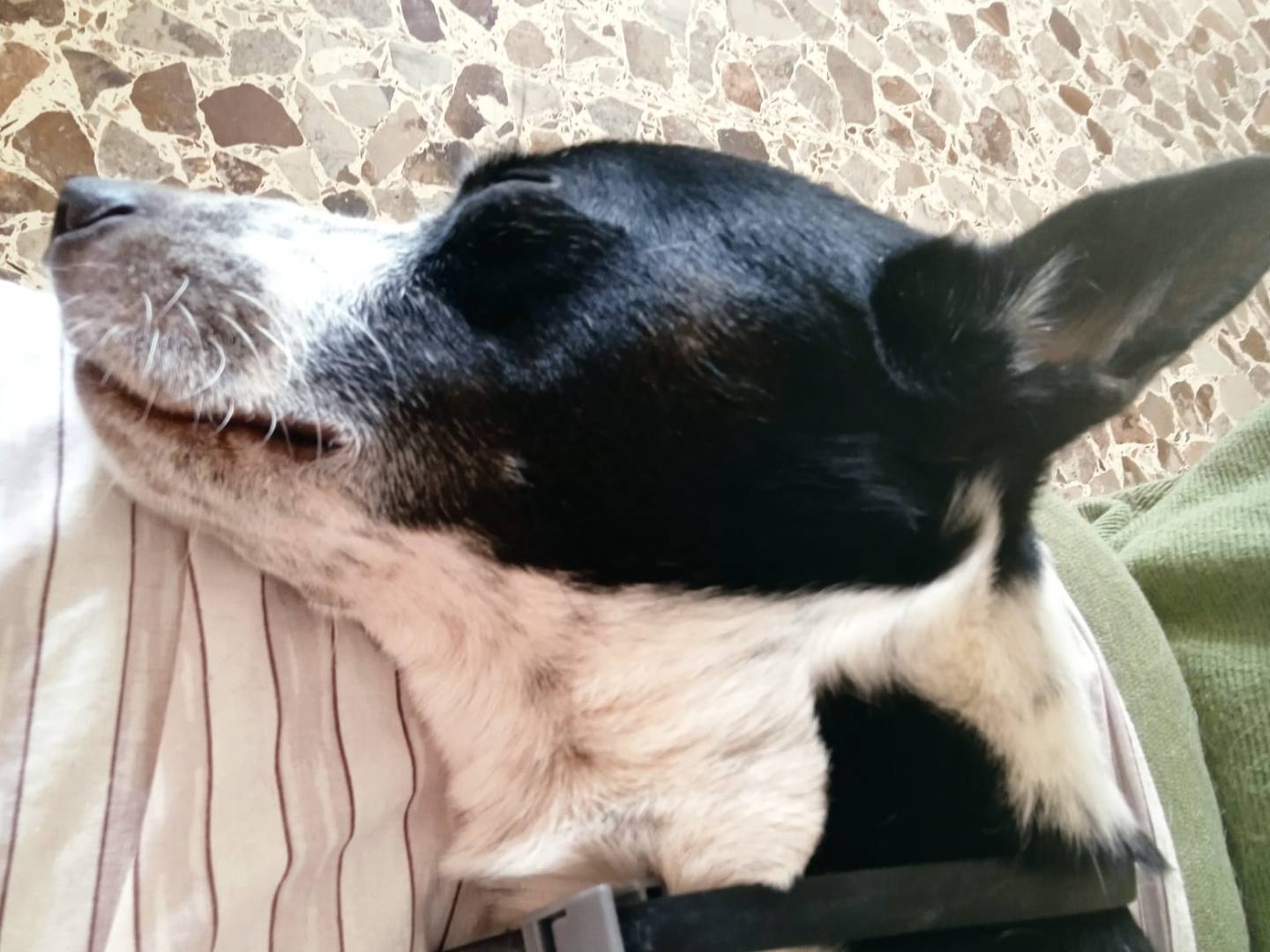Vuoi adottare un cane a Roma?