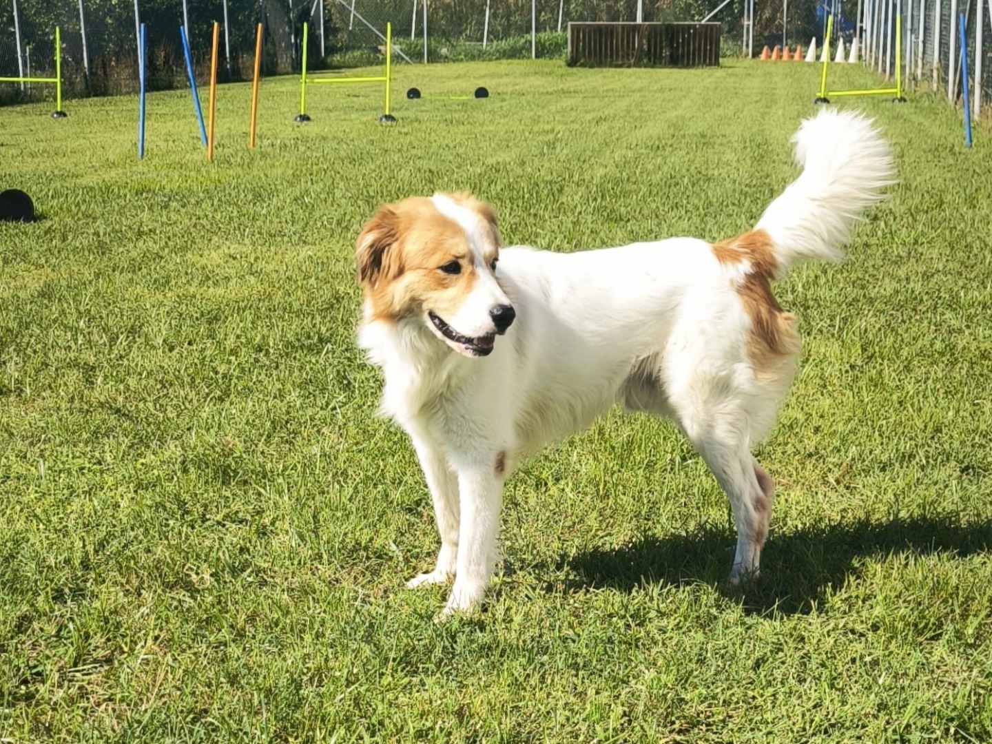 Adotta un cane, maschio, 1 anno e 3 mesi, Cosenza