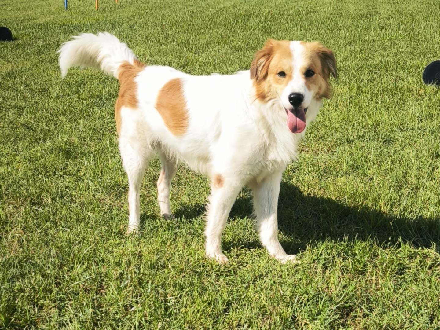 Adozione cane, maschio, Border Collie Razza sconosciuta, 1 anno e 3 mesi, taglia media, Cosenza