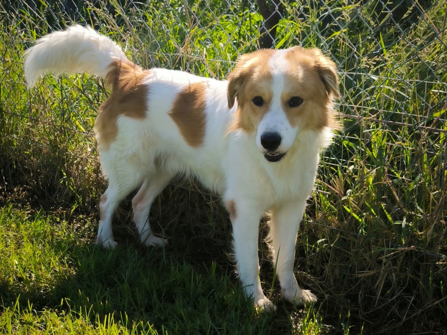 Adotta un cane, taglia media, maschio, Cosenza