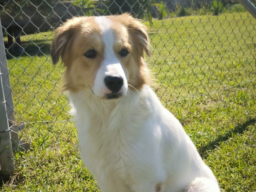 Vuoi adottare un cane a Cosenza?