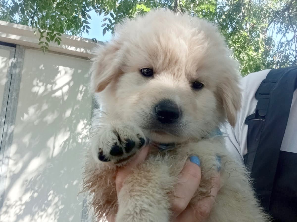 Adozione cane, maschio, Razza sconosciuta Razza sconosciuta, 2 mesi, taglia media, Cosenza