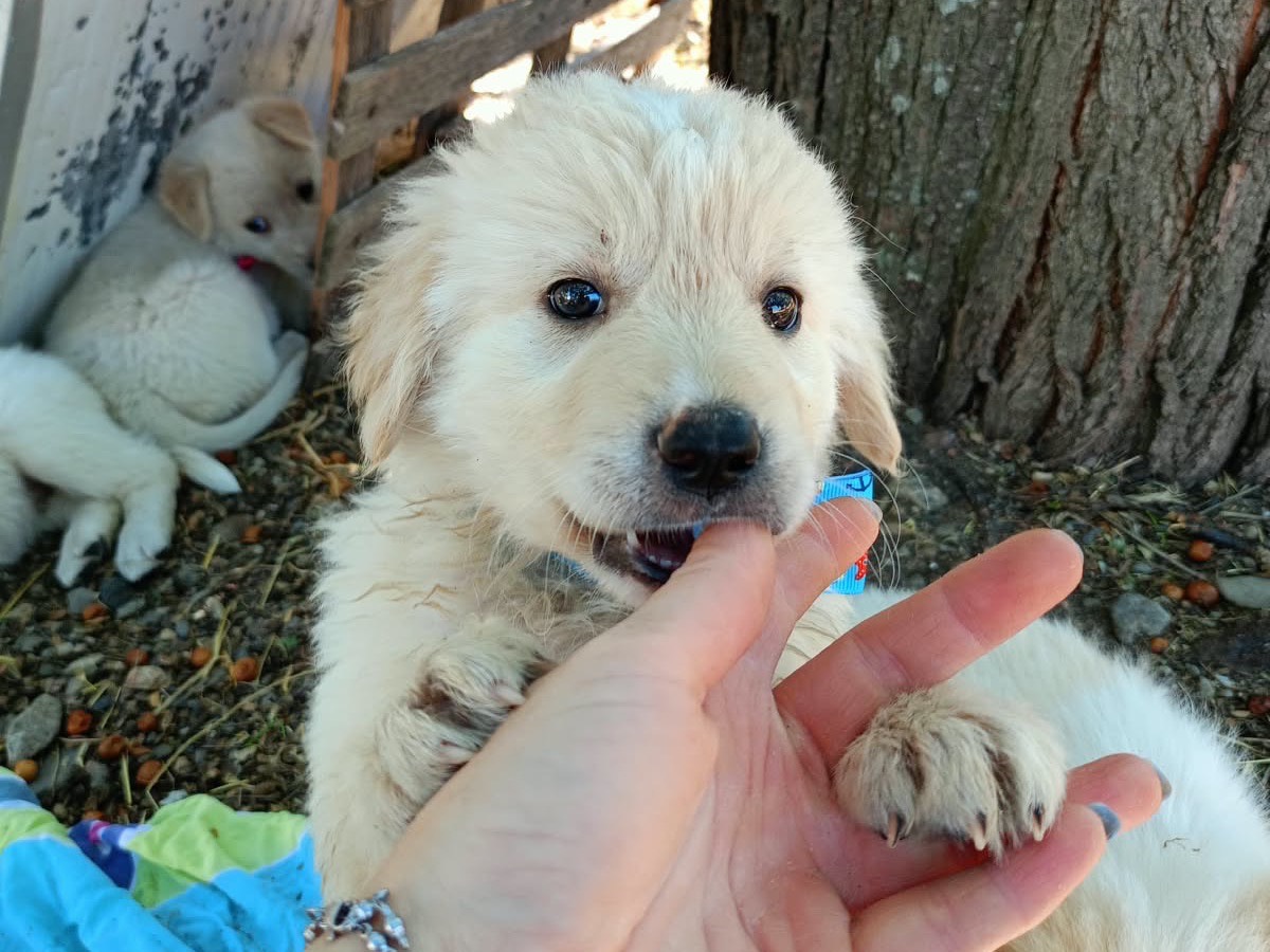 Adotta un cane, maschio, 2 mesi, Cosenza