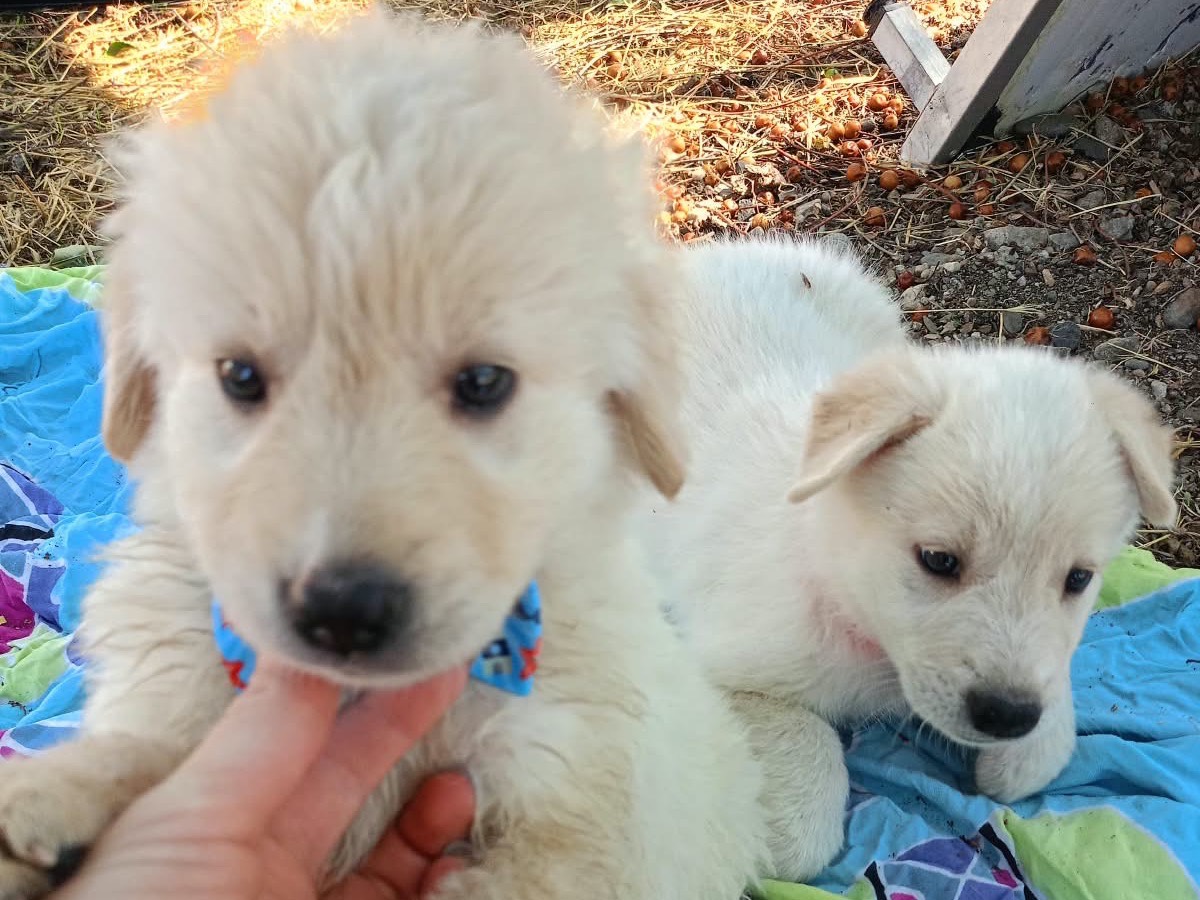 Adotta un cane, taglia media, maschio, Cosenza