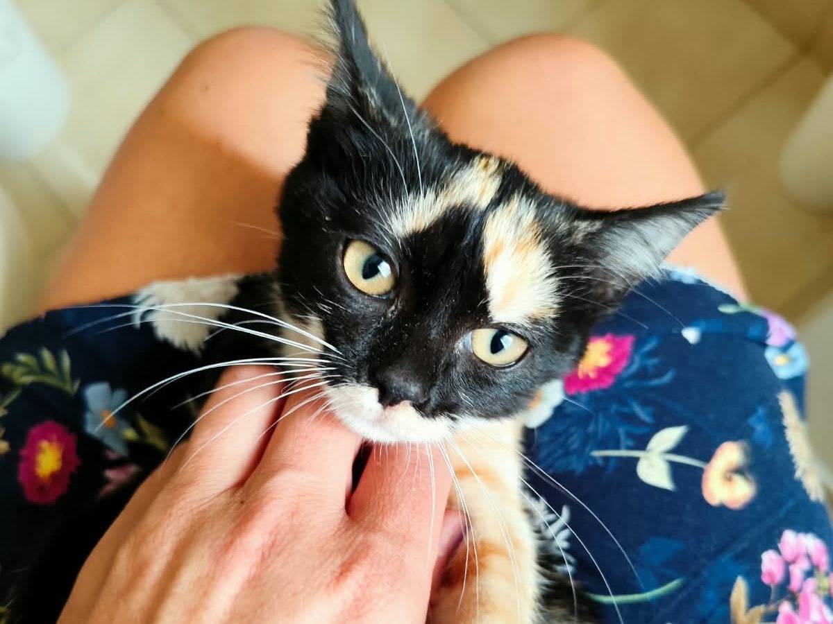 Adozione gatto, femmina, Razza sconosciuta Razza sconosciuta, 2 mesi, taglia non valida, Bergamo