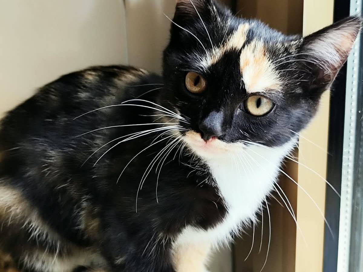 Adotta un gatto, femmina, 2 mesi, Bergamo