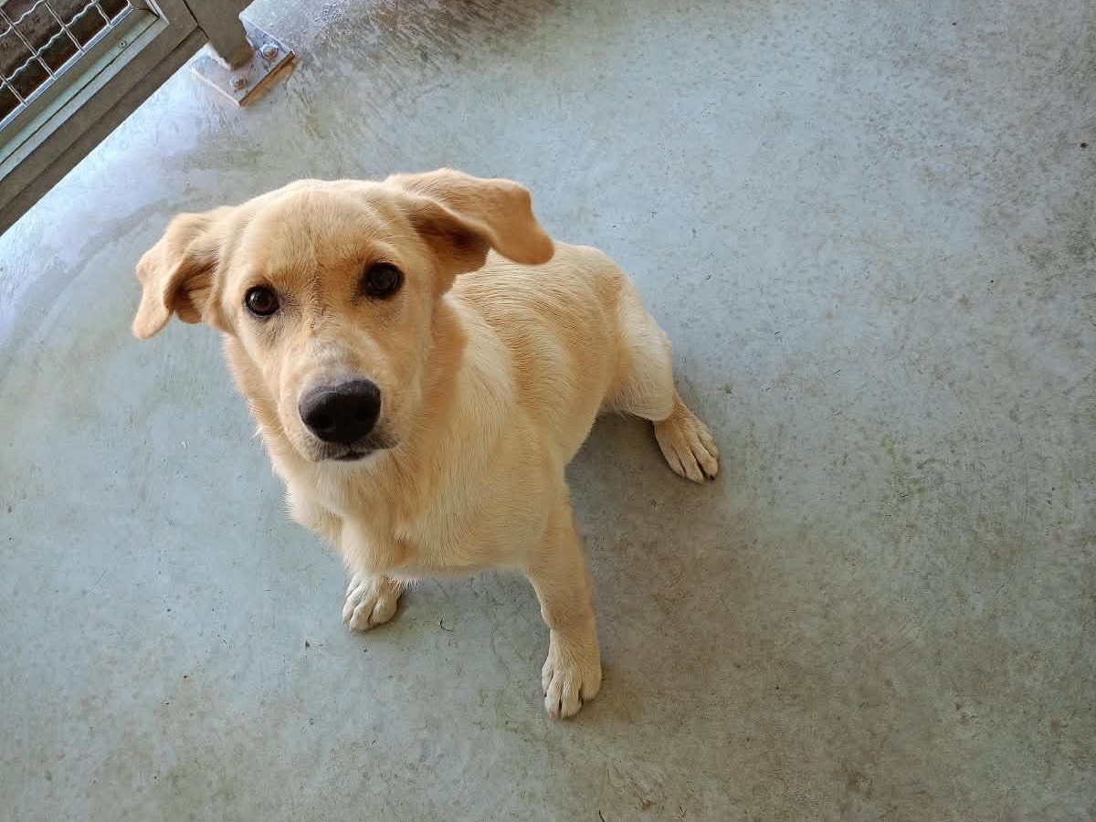 Adozione cane, femmina, Labrador Retriever Razza sconosciuta, 5 mesi, taglia media, Cosenza