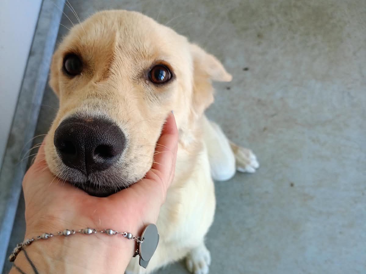 Adotta un cane, femmina, 5 mesi, Cosenza