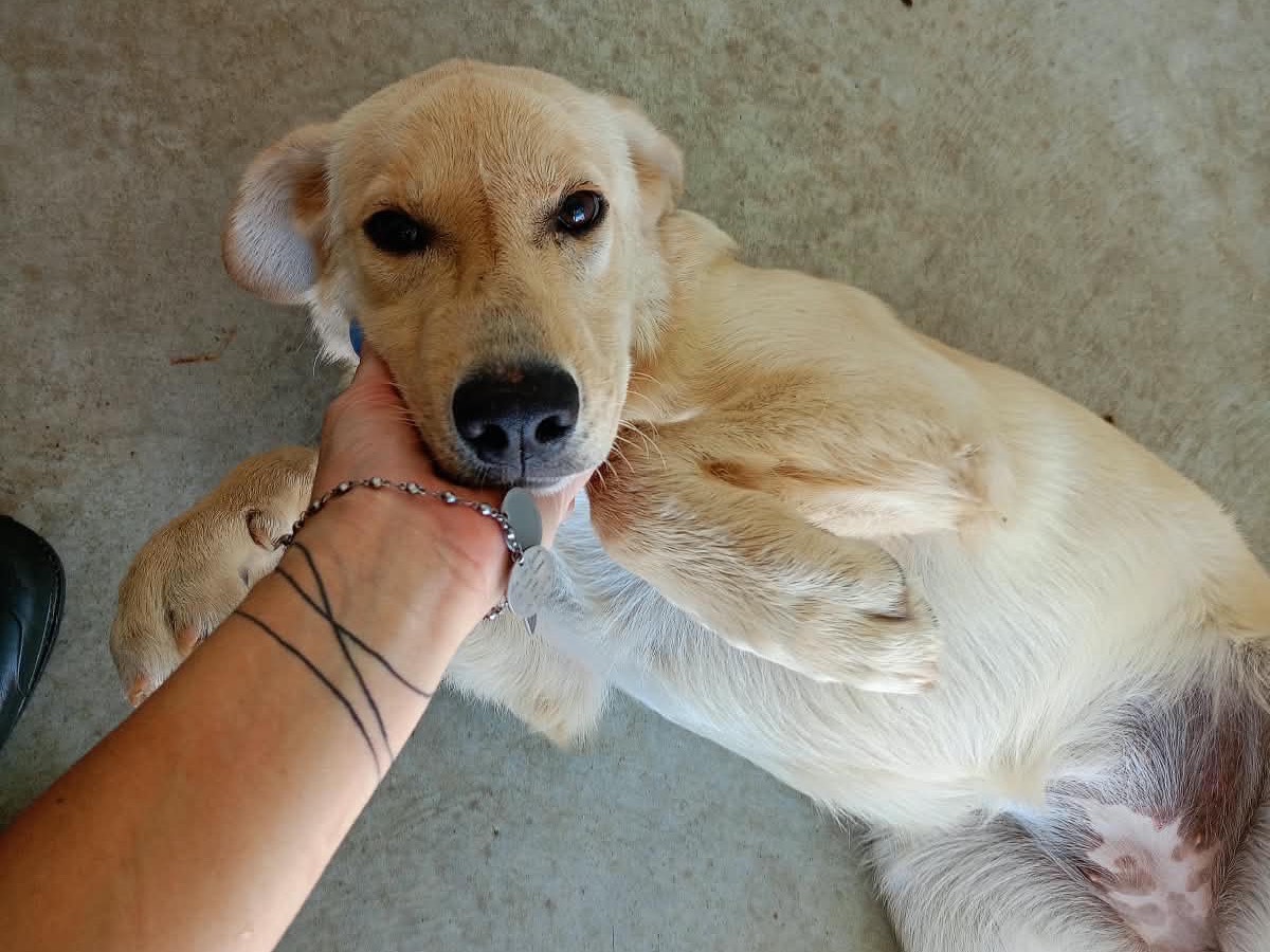Adotta un cane, taglia media, femmina, Cosenza