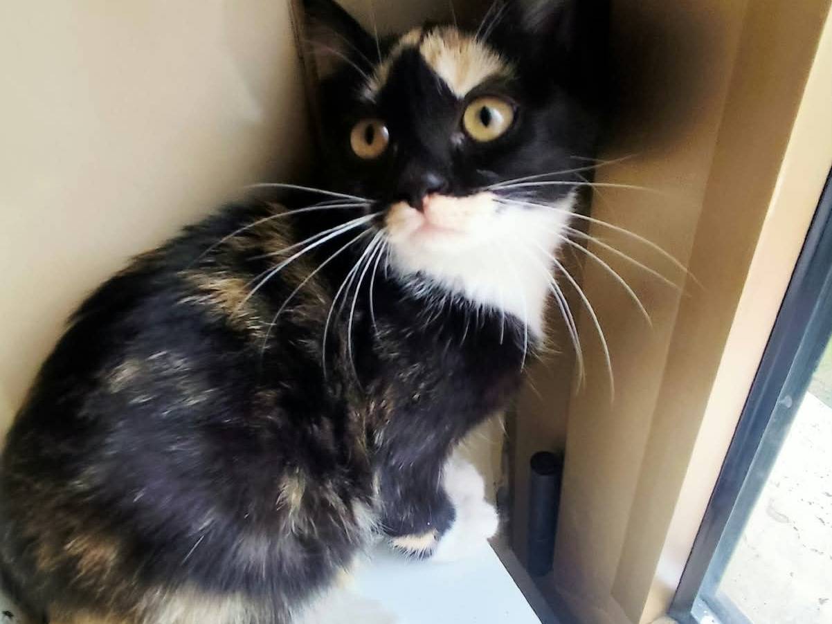 Adotta un gatto, taglia non valida, femmina, Bergamo