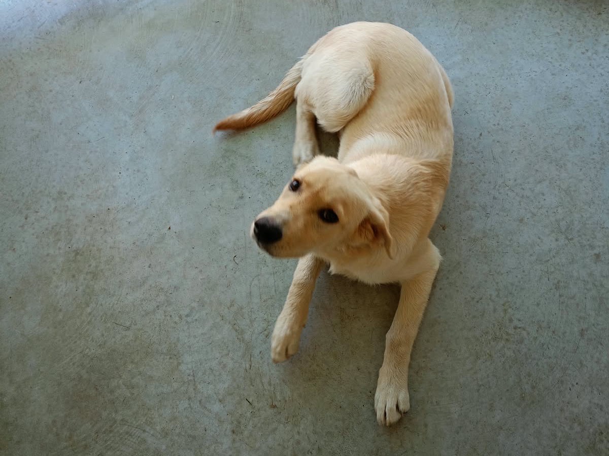 Vuoi adottare un cane a Cosenza?