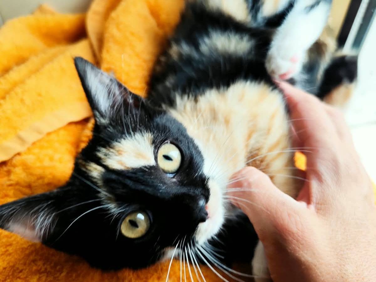 Vuoi adottare un gatto a Bergamo?