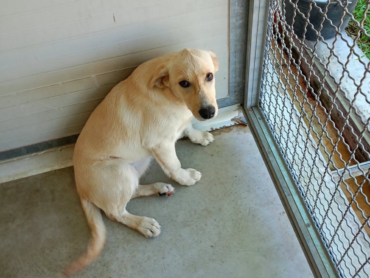 Adotta il cane Jasmine  a Cosenza