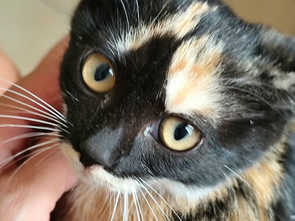 Adotta il gatto Jenny a Bergamo