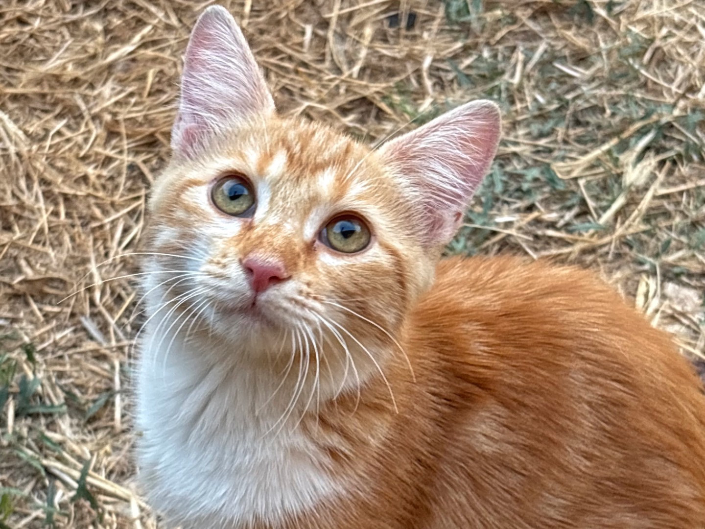 Adozione gatto, femmina, Razza sconosciuta Razza sconosciuta, 4 mesi, taglia non valida, Milano