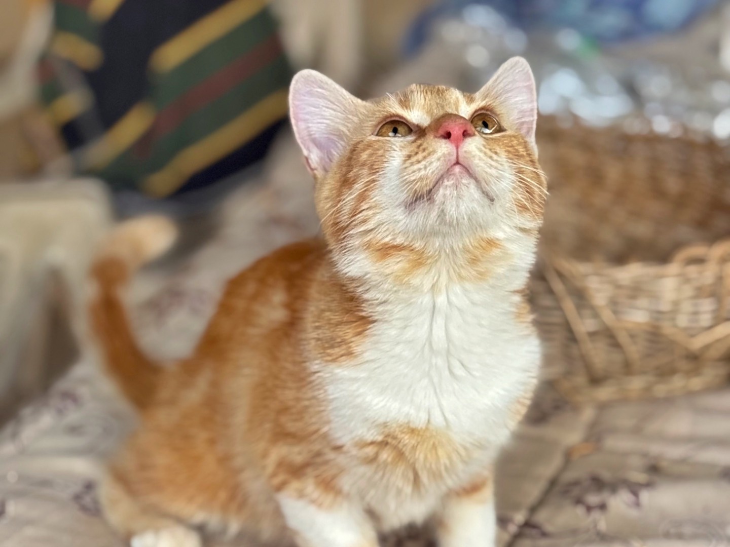 Adotta un gatto, femmina, 4 mesi, Milano