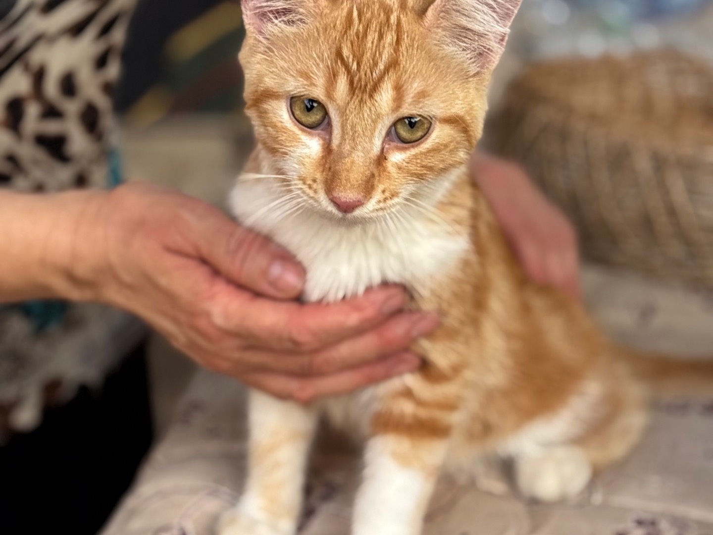 Adotta un gatto, taglia non valida, femmina, Milano