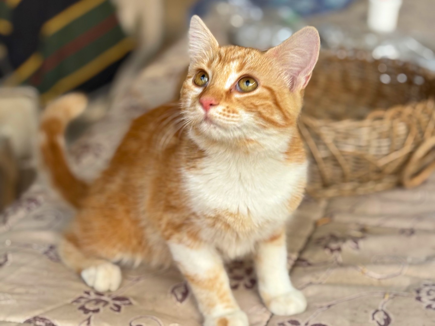 Vuoi adottare un gatto a Milano?