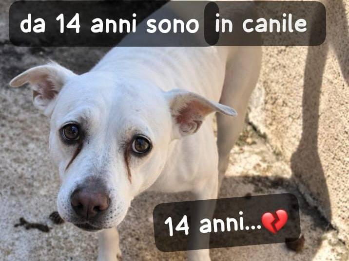 Adozione cane, femmina, Razza sconosciuta Razza sconosciuta, 14 anni e 1 mese, taglia media contenuta, Lucca