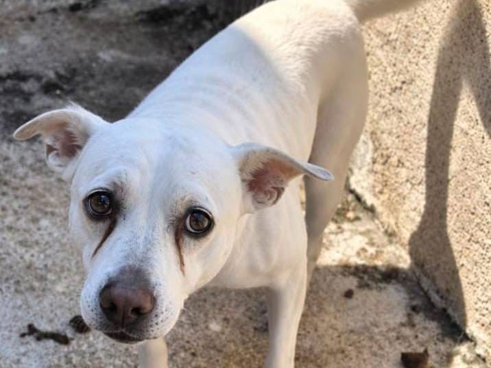 Adotta un cane, femmina, 14 anni e 1 mese, Lucca